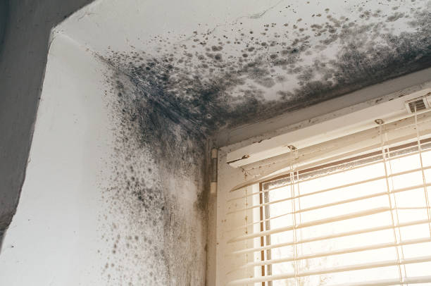 Trusted Commercial Mold Remediation service in Neshanic Station, NJ - Cheap Mold Removal